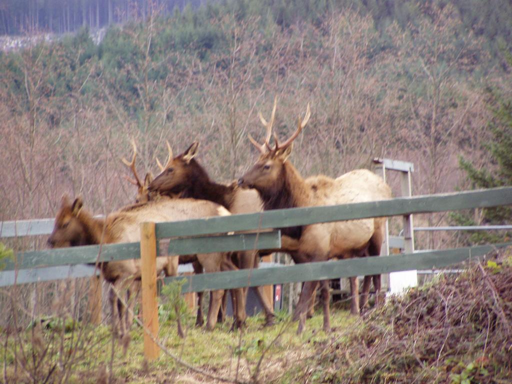Elk at the Horse Stables from Eco Park Resort in Toutle, WA 98649